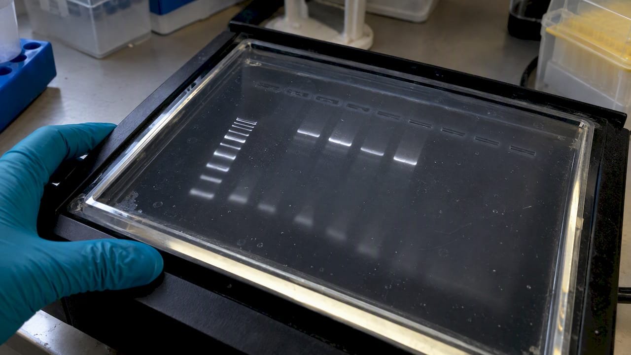 Primer Dimers in qPCR: ΔG First, Then the Bench Matrix